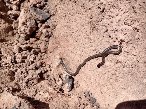 Photo of a Freiberg's Blind Snake (Epictia australis)