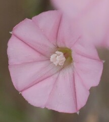 Convolvulus remotus