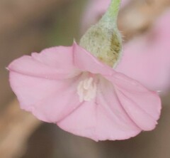 Convolvulus remotus
