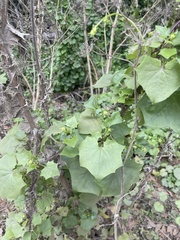 Delairea odorata