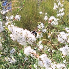 Xylocopa bombylans