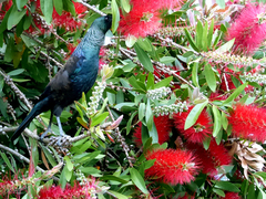 Prosthemadera novaeseelandiae