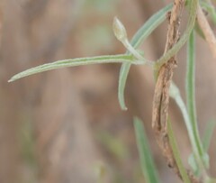 Convolvulus remotus