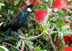 Prosthemadera novaeseelandiae