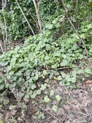 Delairea odorata