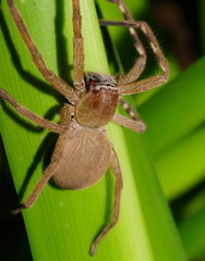 Neosparassus salacius