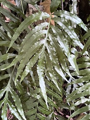 Leptochilus ellipticus