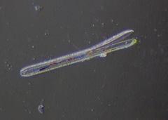 Bacillariophycidae