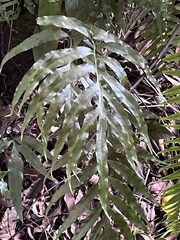 Leptochilus ellipticus