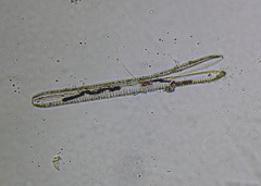Bacillariophycidae