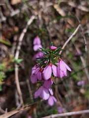 Tetratheca neglecta