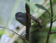 Dysithamnus mentalis