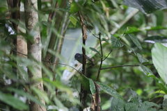 Dysithamnus mentalis