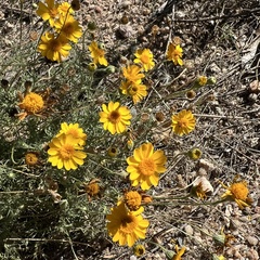 Thymophylla pentachaeta