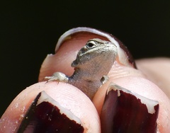 Sceloporus aeneus