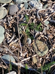 Oligosoma
