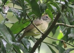 Dysithamnus mentalis