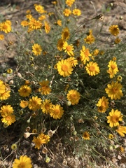 Thymophylla pentachaeta