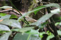 Dysithamnus mentalis