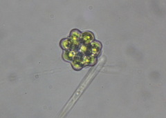 Coelastrum