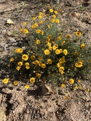 Thymophylla pentachaeta