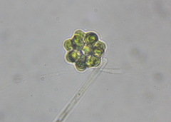 Coelastrum