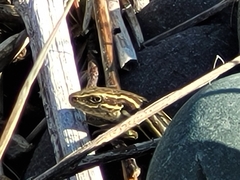 Oligosoma