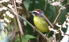 Basileuterus delattrii
