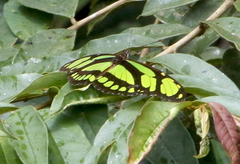 Philaethria dido