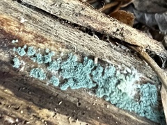 Trichoderma