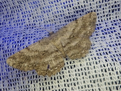 Hypomecis crassestrigata