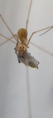 Spermophora