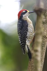 Melanerpes pucherani