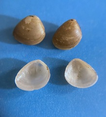 Nucula proxima