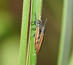Eurispa vittata