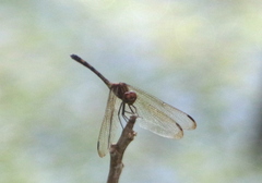 Dythemis sterilis