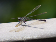 Diphlebia euphoeoides