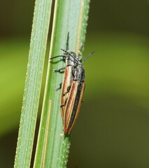Eurispa vittata