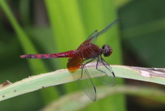 Erythrodiplax fervida