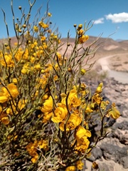 Senna aphylla