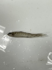 Etheostoma chlorosoma