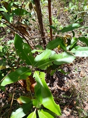 Lophostemon confertus