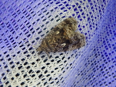 Protodeltote distinguenda