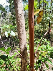 Lophostemon confertus