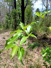 Lophostemon confertus