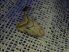 Phyllophila obliterata