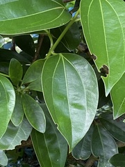 Cinnamomum verum