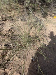 Bebbia juncea
