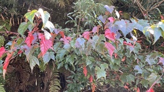 Acer morrisonense