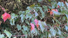 Acer morrisonense
